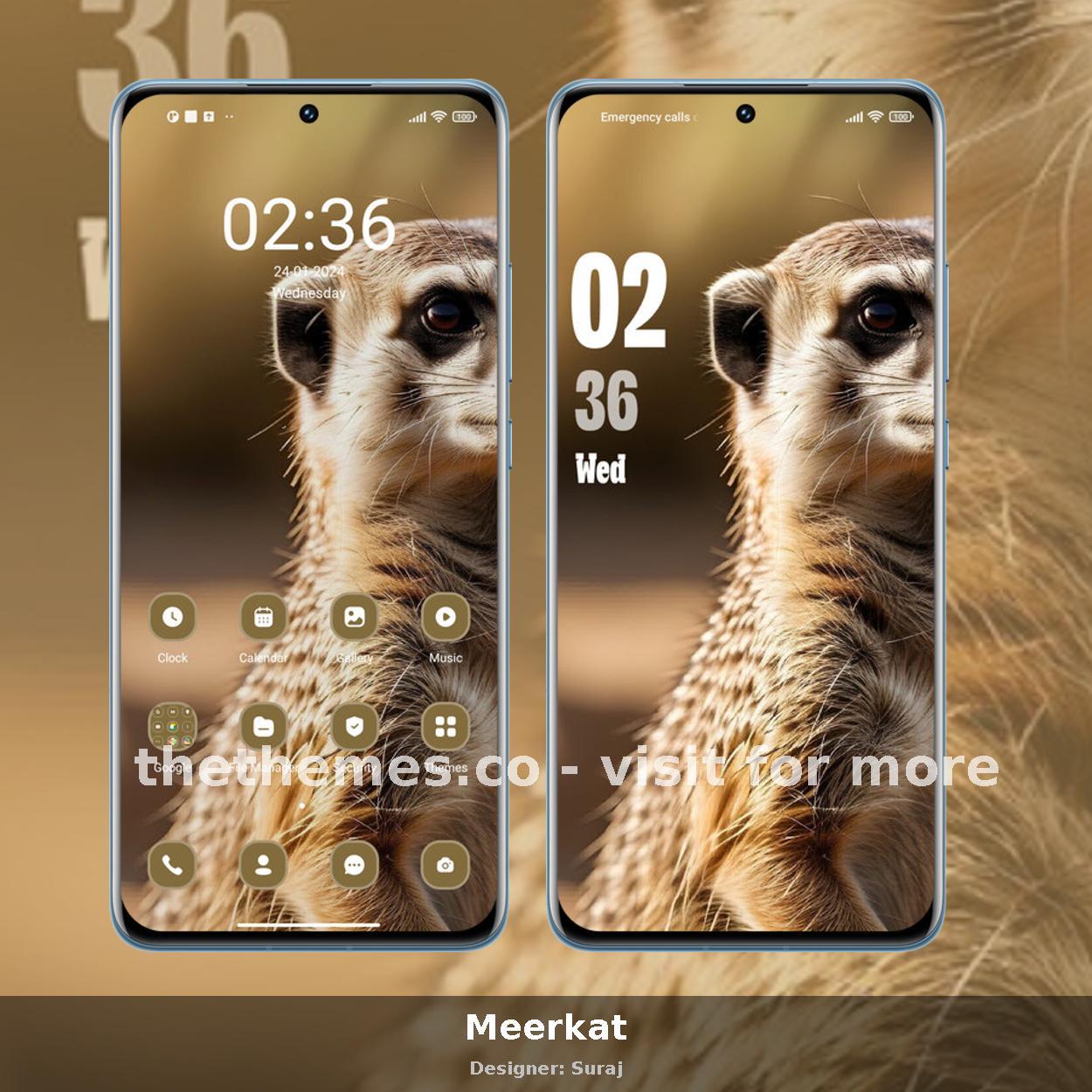 Meerkat