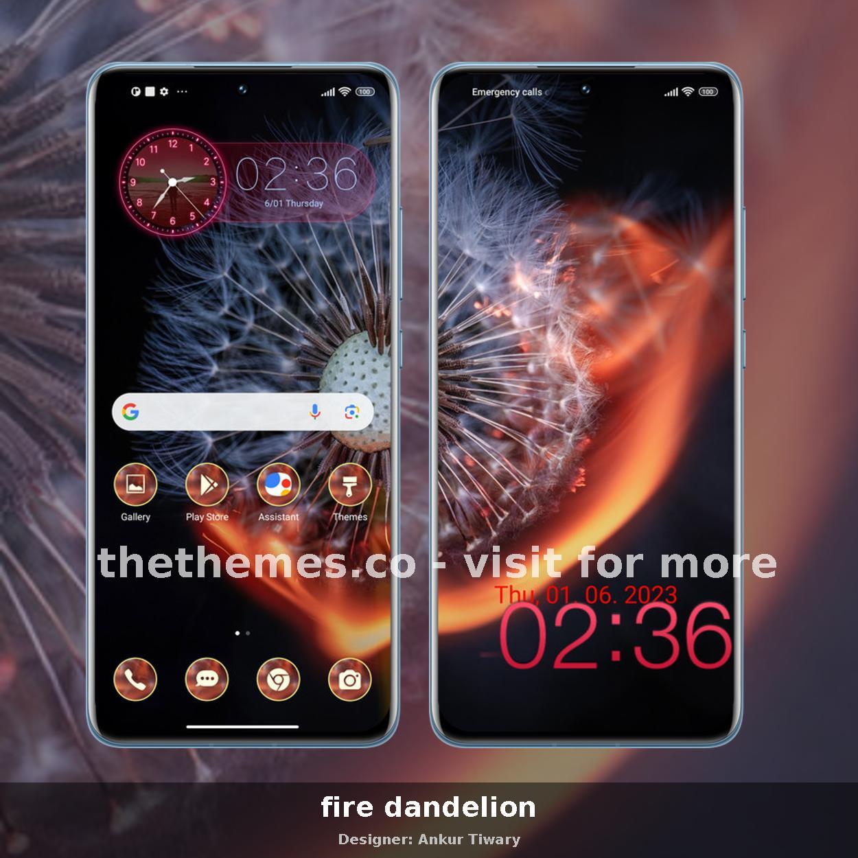 fire dandelion