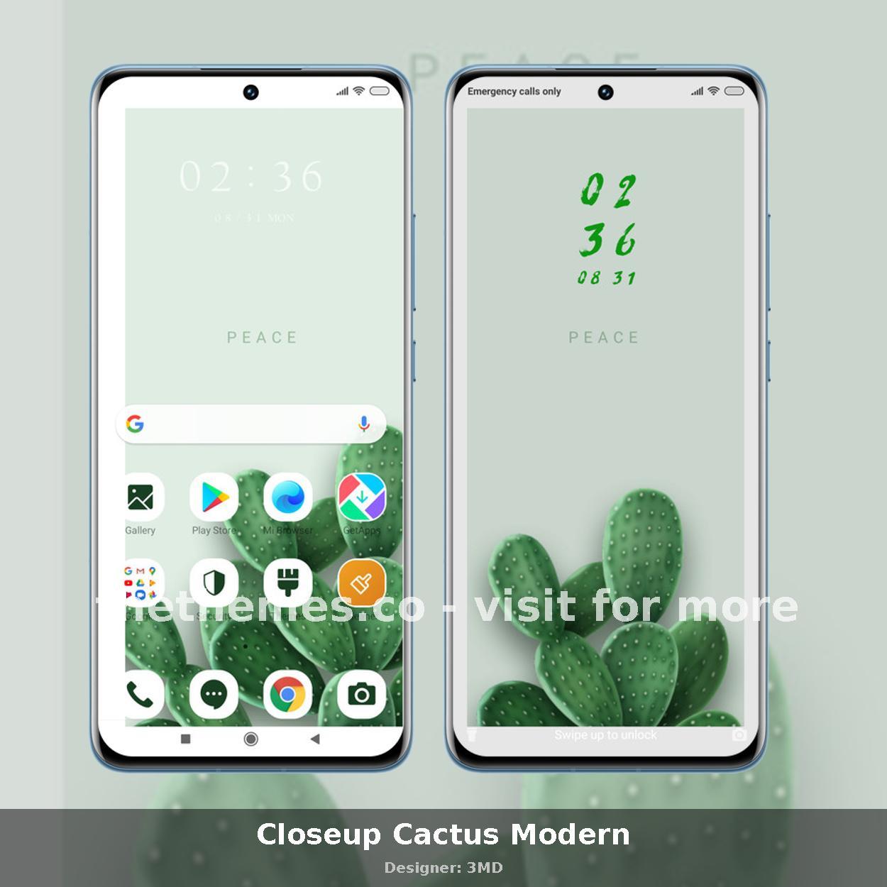 Closeup Cactus Modern