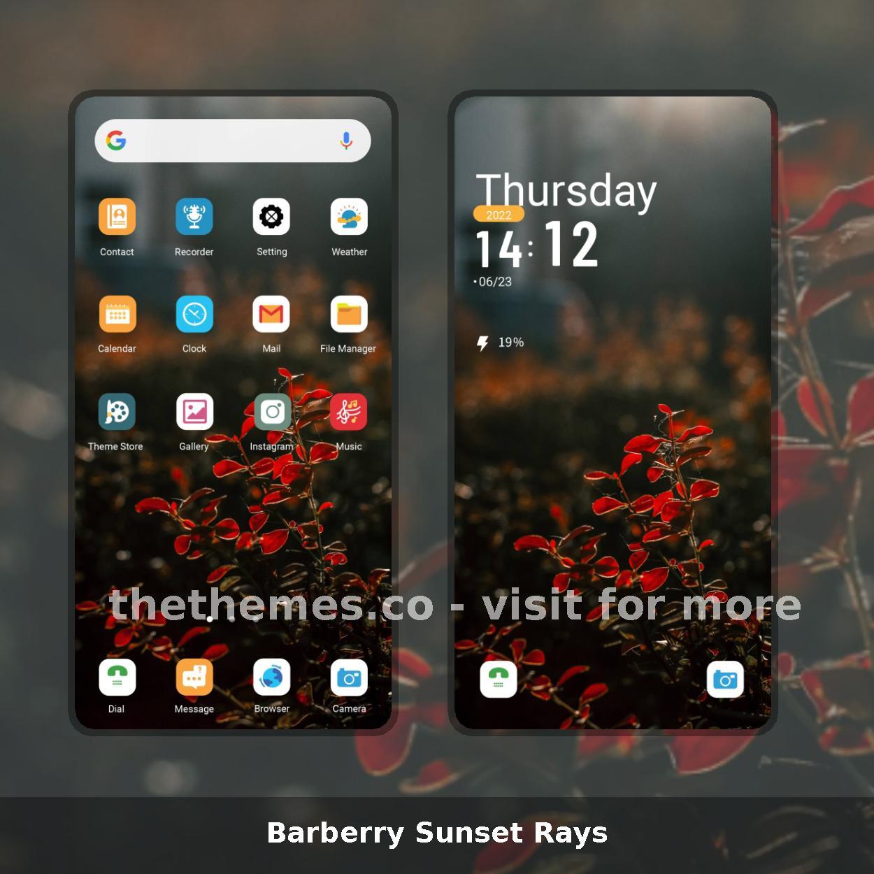 Barberry Sunset Rays